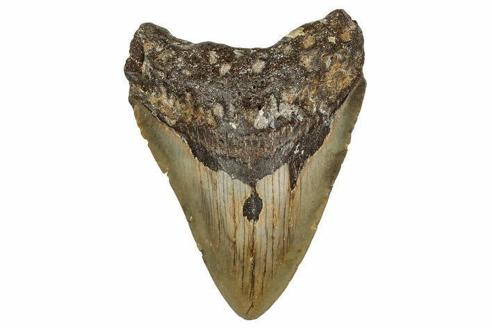 Fossil Megalodon Tooth - North Carolina #355862